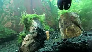 Aquarium Life [Timelapse]