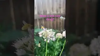 A cute buzzy thing in my backyard