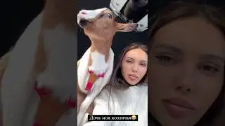 Дочь моя Козлячья (Самойлова) «МиМи» козлик 🐐