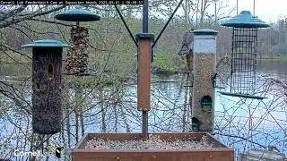 Cooper's Hawk Perches Behind Cornell Feeders! May 1, 2023