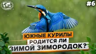 Заяц-беляк и зимородки  | @Русское географическое общество