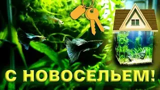 Гуппи заехали в новый дом.  Получились красивые самцы.