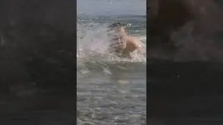 Shark attacks, if you see a shark 