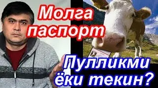 Молга паспорт берилармиш... Янги қарор