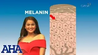 AHA!: AHA-mazing facts about melanin