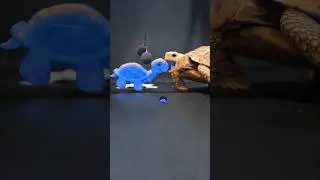 ASMR Mukbang Tortoise Eating Turtle 🐢