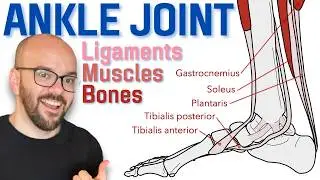 Anatomy of the Ankle Joint | Bones, Ligaments, and Muscles