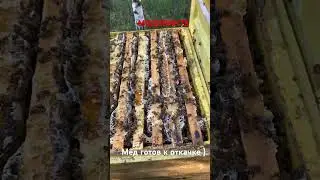 Начали откачивать гречишный мёд ! Мёд в сотах всего 1000р 1шт