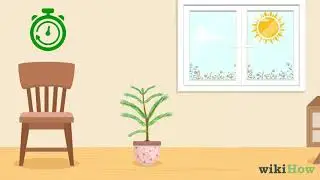 How to Care for a Norfolk Pine