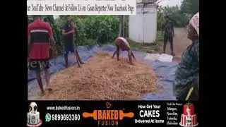 Goan Reporter, Goa's News Channel:: Paddy Harvesting in Goa the old Traditional Style still Exist