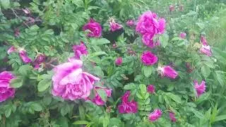 Цветёт шиповник (19.06.22)