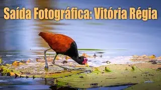 Saída Fotográfica: Vitória Regia