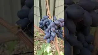 Виноград Кишмиш Лорд