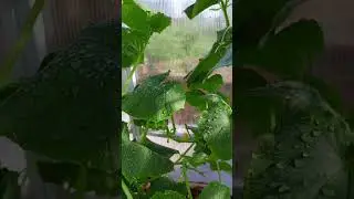 ОГУРЧИКИ БЕЗ ПАУТИННОГО КЛЕЩА! СПОСОБ 100 %!!!