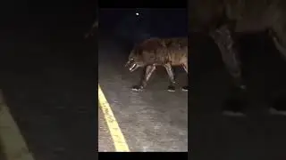 Huge wolf was spotted in Kazakhstan