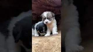 Two puppies leaning against each other for a nap. A beautiful moment #3661 - #shorts,#viral