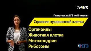 Строение эукариотной клетки (1/4) | Подготовка к ЕГЭ по Биологии