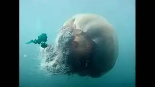 Top 10 Animales monstruosos más grandes/altos del mundo (loquendo)