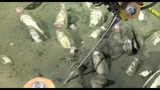 Filtraciones de metano | Living Fossils of the Atacama Trench