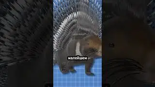 Как дикобразы используют свои иголки 🦔 