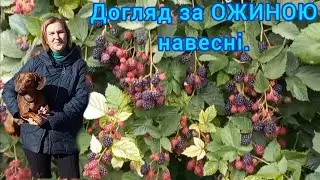 Догляд за ОЖИНОЮ НАВЕСНІ🫐для Рясного Врожаю Великих Ягід