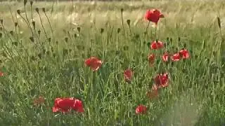 Flowers Footage poppies - футаж полевые цветы маки