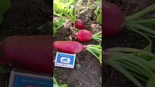 РЕДИСОЧНЫЕ БУКЕТИКИ КОРМЯТ ВСЮ ВЕСНУ!!!