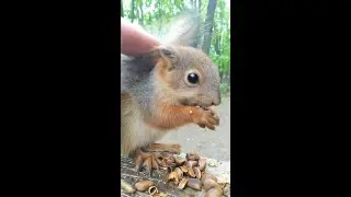 Бельчонок ругается, когда я его глажу / The squirrel curses when I stroke him