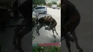 Осел сосет у себя