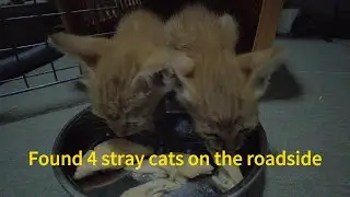 Found 4 stray cats on the roadside