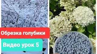 Обрезка голубики. Видеоурок 5. 2023 г.