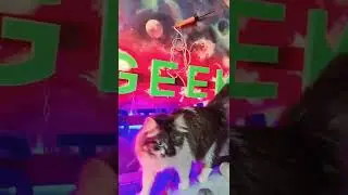 Кіт контролює друк на 3д принтері. Головний технічний експерт!