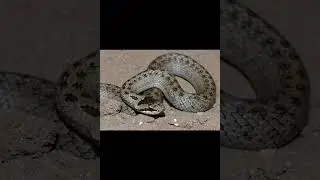 Обыкновенная медянка
