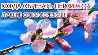 Лучшие сроки обрезки персика !!!