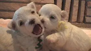 Cute Puppies!