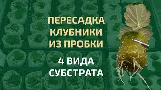 Пересадка сеянцев на 4 вида субстрата. 27 дней от посева