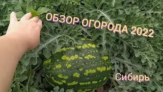 ОБЗОР ОГОРОДА 2022 / Обзор огорода в Сибири. 22 июля.