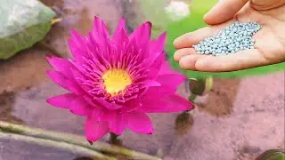 How to fertilize potted water lilies | grow water lily at home