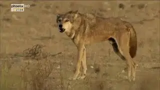 Der seltene Wolf in Indien !!! [phoenix Doku]