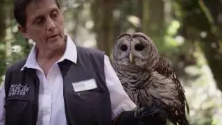 Tulalip Tribes Raising Hands - West Sound Wildlife Shelter