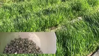 Peas and siderates. Planting peas on cut siderates.