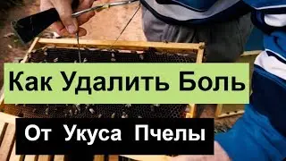 №75  Как Удалить Боль От Укуса пчелы Пасека Бизнес. Пчеловодство.Пасека.