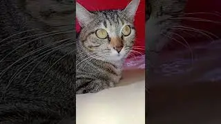 Vida diaria do gato no seu dia dia