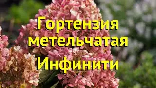 Гортензия метельчатая. Краткий обзор, описание характеристик hydrangea paniculata infinity