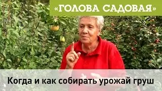 Голова садовая - Когда и как лучше собирать урожай груш