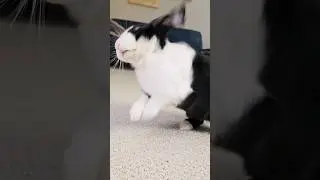 RABBIT SHAKES WITH PASSION