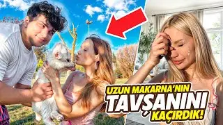 UZUN MAKARNANIN TAVŞANINI GİZLİCE KAÇIRDIM ?! | Gamze Karta Goril Faruk Öykü Karta