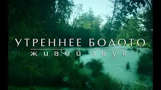 Атмосфера утреннего Болота, живой звук! ►Swamp 50 min◄[test Go Pro 11]