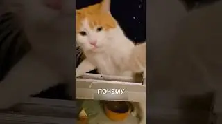 Котик достает соседа 😂❤️ #истории #история #новости #новость #shorts
