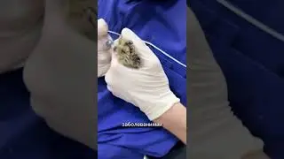 Как давать лекарства хомяку?